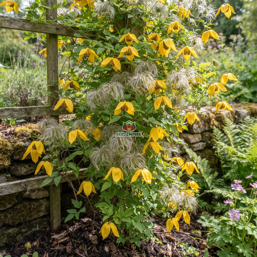 Clematis golden - ,