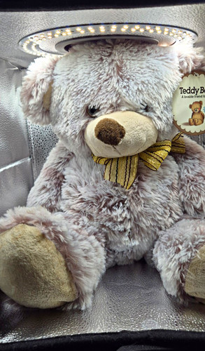 Teddy bear grey beige plush - grey,