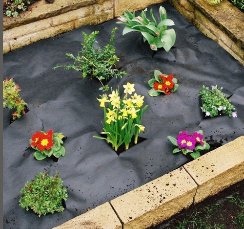 Patio garden weed - garden, control