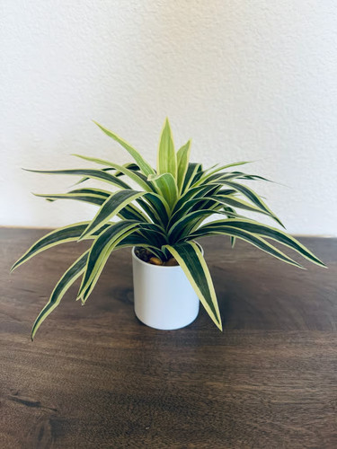 Faux variegated dracaena plant - variegated,