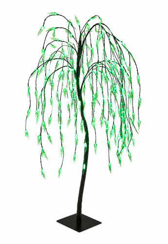 Weeping willow tree - 5, ft