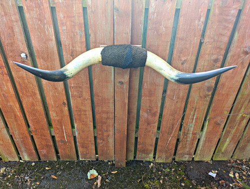 Vintage longhorn cattle horns - vintage,