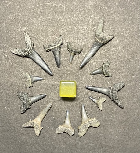 Lovely fossil sharks teeth - 12,