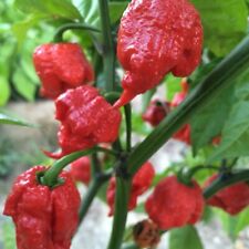 ? 100% Genuine Worlds Hottest Carolina Reaper Naga Chilli Seeds, Fast Free Ship
