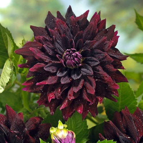 Dahlia rip city - city, tuber