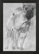 Shar pei puppy months - puppy, 6