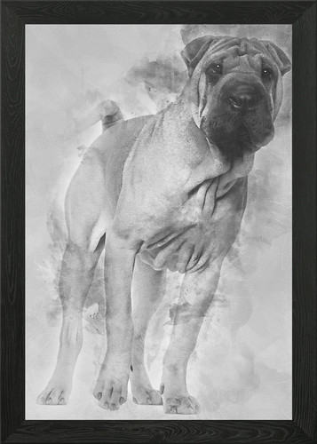 Shar pei puppy months - pei,