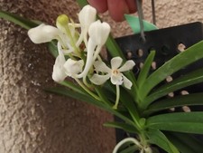 Rare Vandachostylis Lou Sneary
