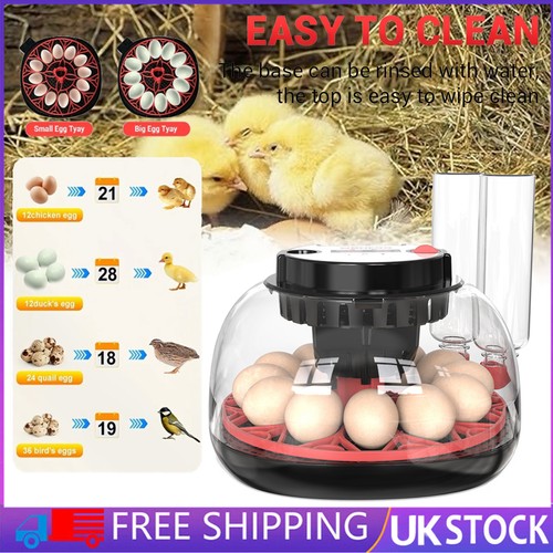 Eggs digital incubator - eggs,