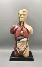 Vintage Anatomical Model Of