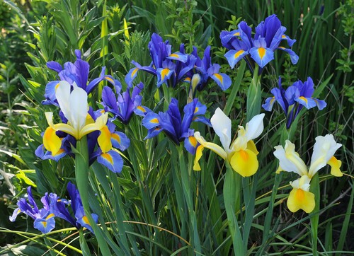 Mixed dutch iris bulbs - 30,