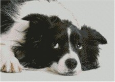 Border Collie Puppy Dog 31cm x 22cm(12" x 8.75") D2410