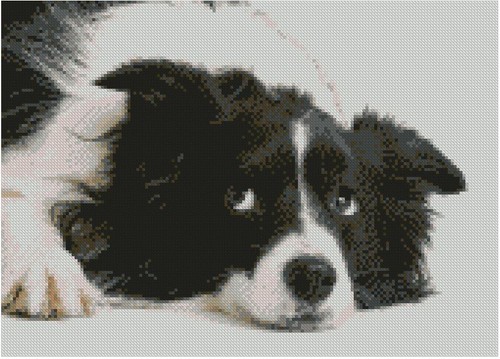 Border collie puppy dog - collie,