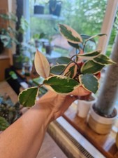 Hoya Carnosa Tri Colour
