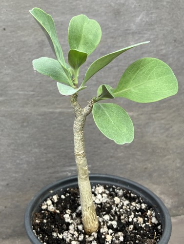 Othonna triplinervia caudex - othonna,