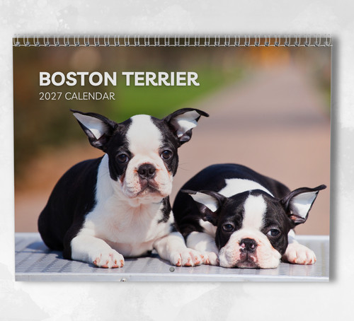 Boston terrier calendar - terrier, 2027