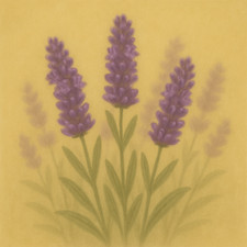 🇬🇧 Lavender "Vera" 350