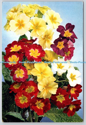 L361754 polyanthus arthur - l361754, j