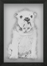 English Bulldog puppy 4 mo