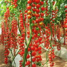 50 Seeds Rapunzel Tomato