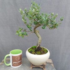 Cork Bark Oak Bonsai Tree, Quercus Suber 