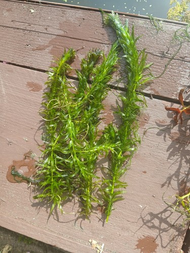 Elodea densa bunch - elodea, oxygenating