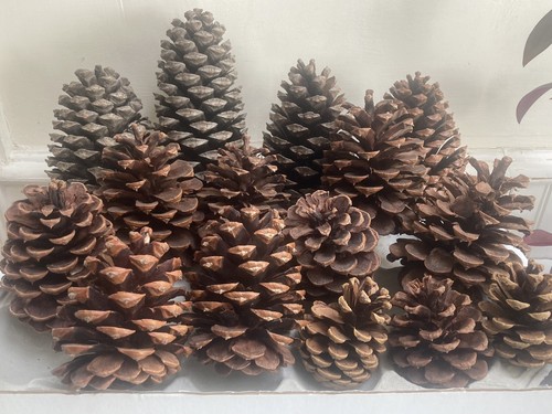 Large natural pine - large,