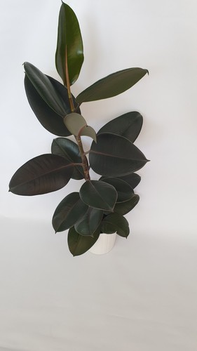 Ficus elastica abidjan - elastica,