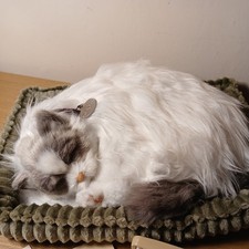 Rare Perfect Petzzz Pretty