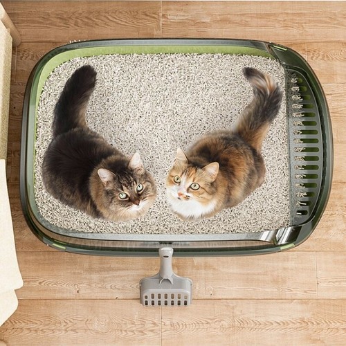 Extra large open cat litter - cat,