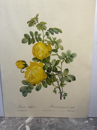 Pierre joseph redoute rosa - redoute,
