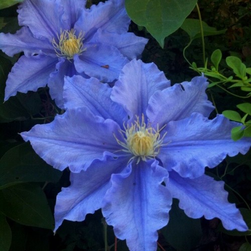 Blue clematis seeds bloom - 25,