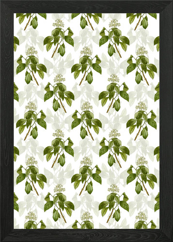 Climbing hydrangea pattern - climbing,