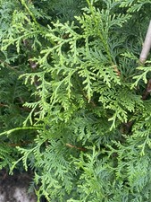 thuja occidentalis smaragd conifer tree 3/4ft hedging