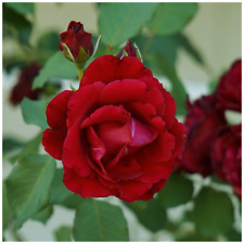 'Guinee' Fragrant Climbing Rose Bush, Dark Red Fully Double Velvety Blooms