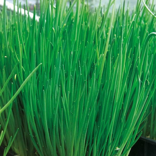 Chive alando culinary herb - chive,