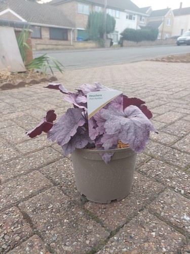 Heuchera pink panther pot - pink,
