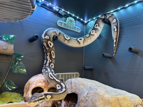 Snake enrichment climb - snake,