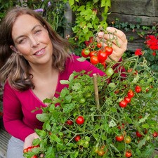 Tumbling Tom Tomato Plug Plant