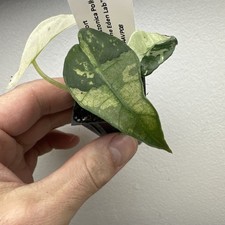 Alocasia Polly Pink Variegata