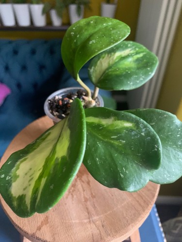 Hoya obovata variegated splash