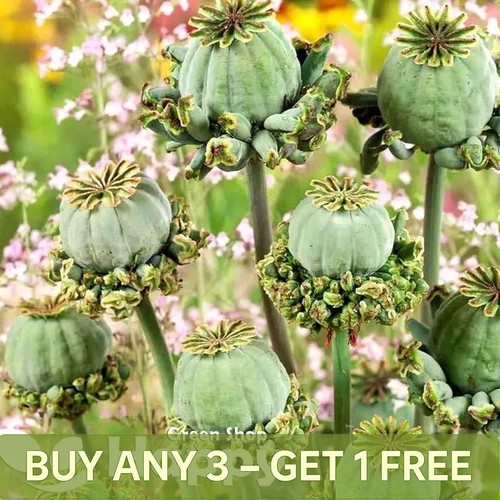 Poppy hen chickens papaver - hen,