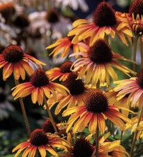 20 seeds ECHINACEA PARROT   Limited in stock