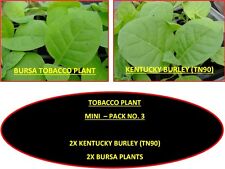 4 TOBACCO PLANT MINI PACK NO 3 - TOBACCO PLANT PLUGS - FREE P+P