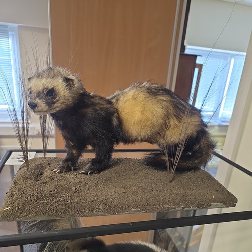Brand new polecat life - new,