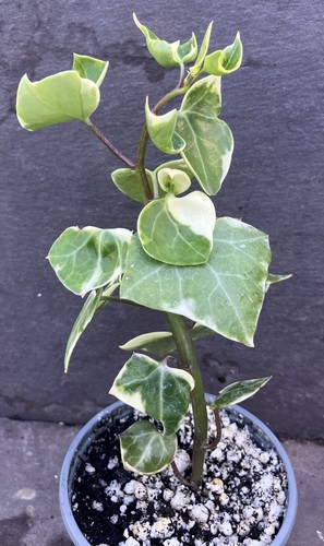 Senecio macroglossus - senecio,