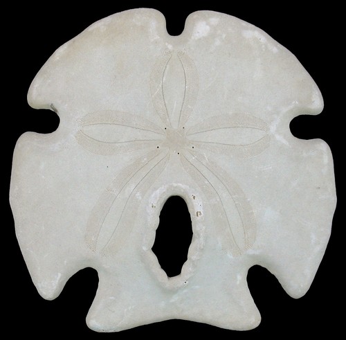 Pliocene encope grandis large - pliocene,