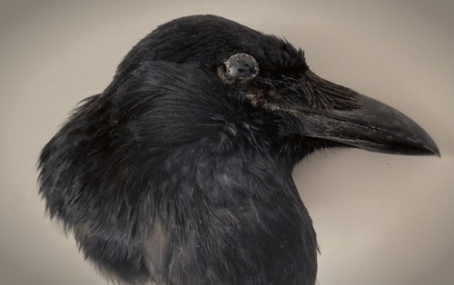Victorian taxidermy crow head - taxidermy,