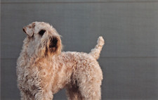 DOG  POSTCARD  SOFT COATED WHEATEN TERRIER  LARGE SIZE  UNUSED  VERY GOOD MINT