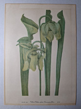 Vintage Botanical Carnivorous